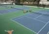 The University of Texas Tennis Center